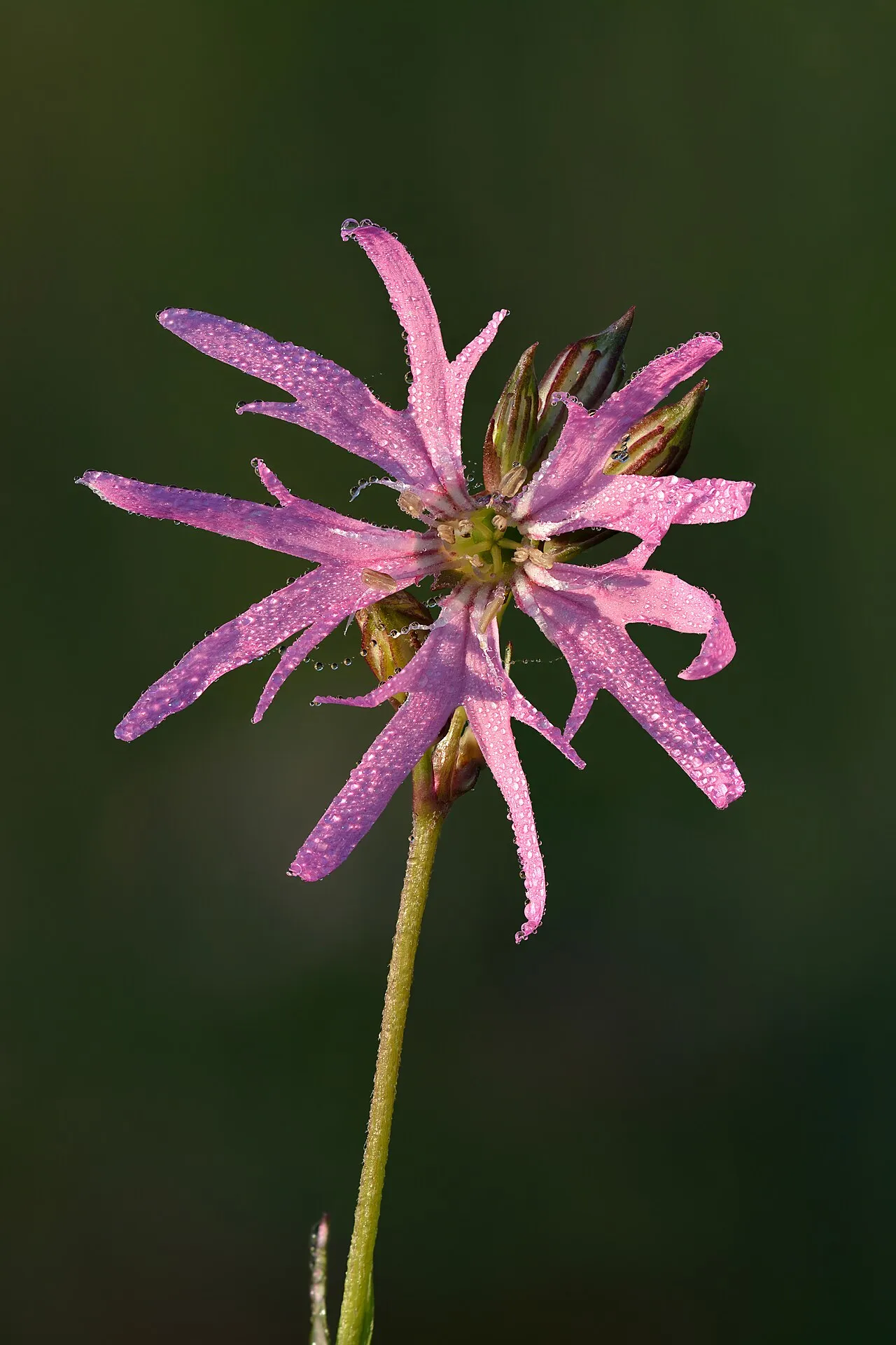 Ragged Robin