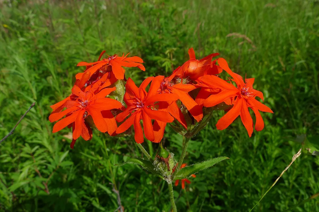 Brilliant Campion