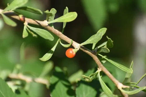 Berlandier's Wolfberry
