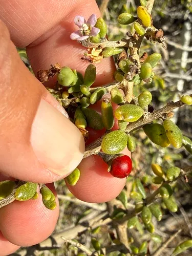 Baja Desert-thorn