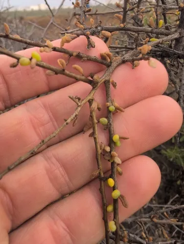 California Desert-thorn