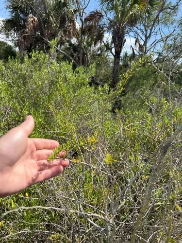 Carolina Desert-thorn