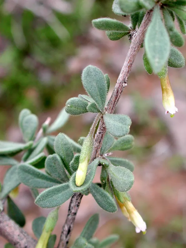 Arizona Desert-thorn
