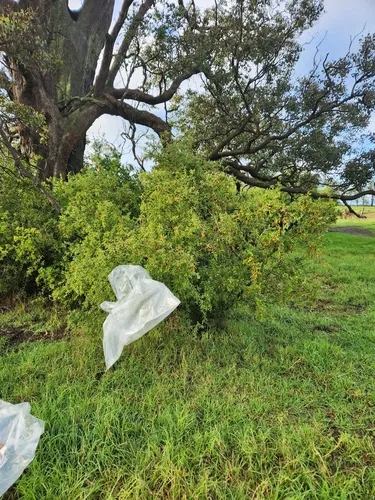 African Boxthorn
