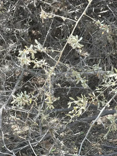 Fremont's Desert-thorn — photo by Dr. Mo