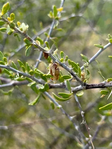 Desert Wolfberry