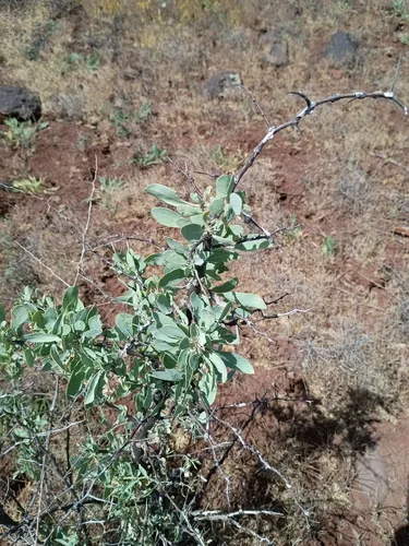 Pale Desert-thorn — photo by Kenneth Woods