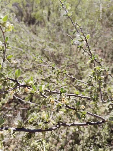 Downy Desert-thorn
