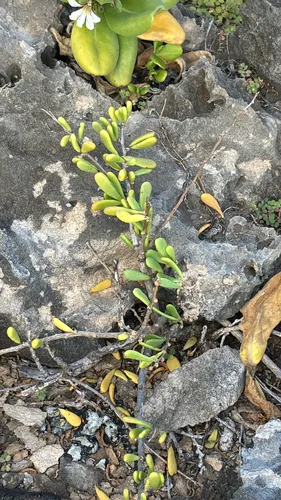 Hawai'i Desert-thorn — photo by Chris Havran