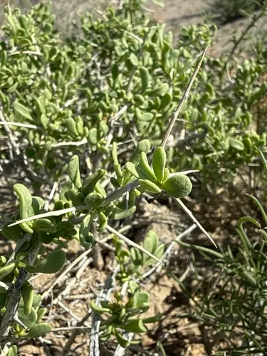 Shockley's Desert-thorn — photo by Robbie Hannawacker