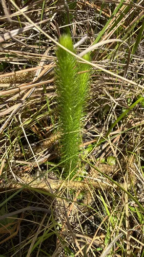 Foxtail Clubmoss