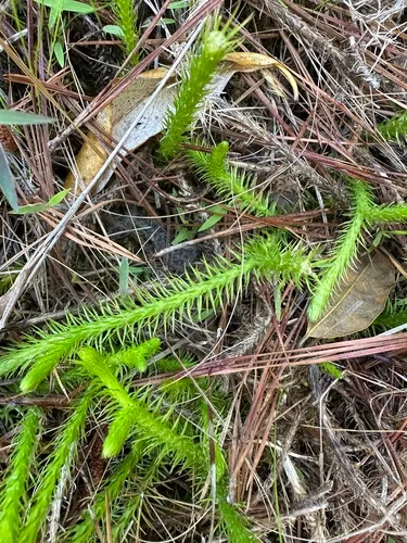 Southern Bog Clubmoss — photo by jim_keesling