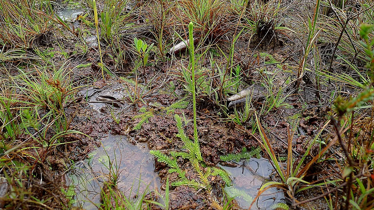 Slender Clubmoss — photo by Alex Popovkin, Bahia, Brazil