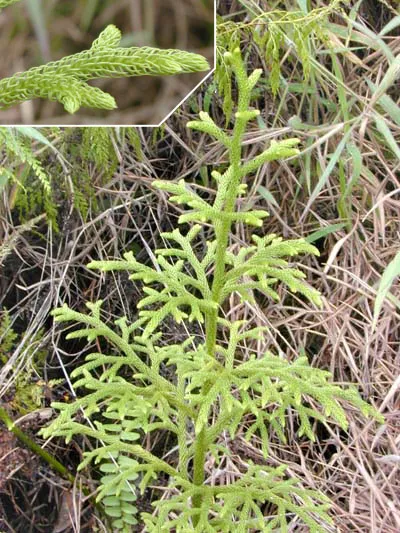 Staghorn Clubmoss — photo by Eric Guinther