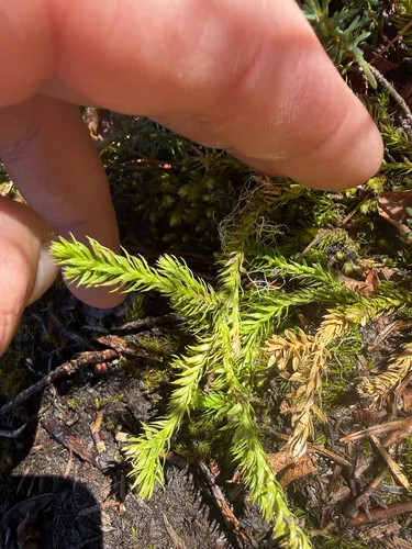 Inundated Clubmoss
