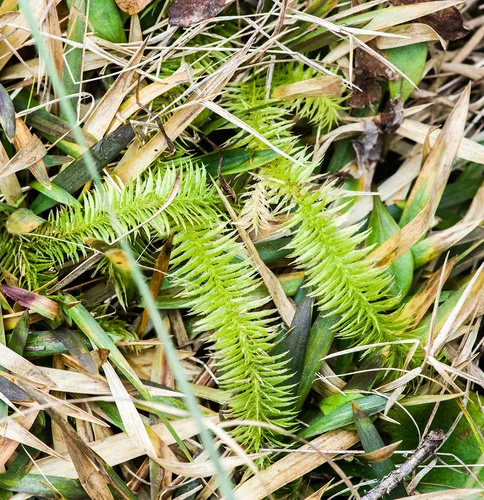 Featherstem Clubmoss — photo by allenbryan