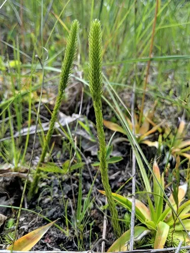 Northern Bog Clubmoss — photo by Nate Martineau