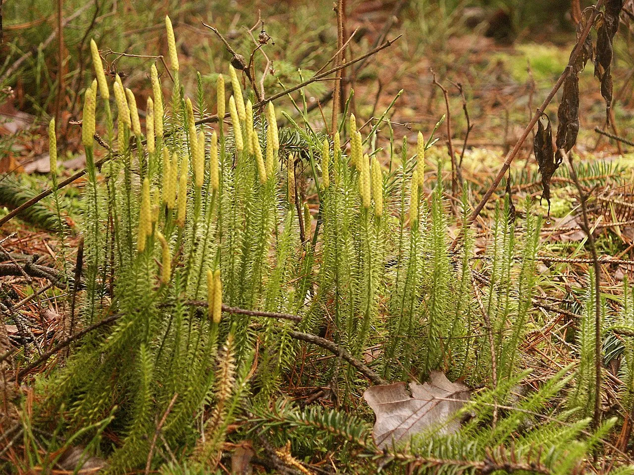 Stiff Clubmoss — photo by Bernd Haynold