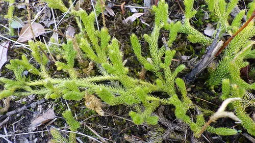 One-cone Clubmoss — photo by Matthias Buck