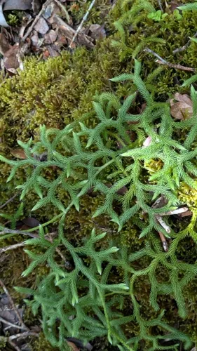 Hairtip Clubmoss (var. verticale) — photo by Liam Hutcheson