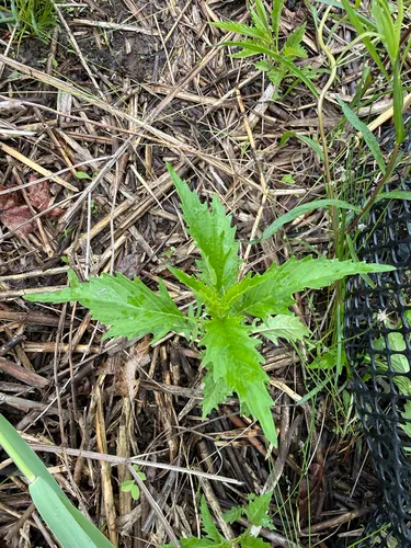 American Water Horehound