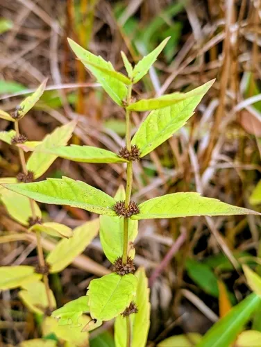 Clasping Water Horehound