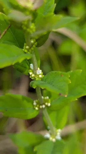 Carolina Water Horehound