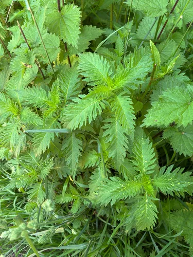 Gypsywort — photo by Jose Gutierrez Higa