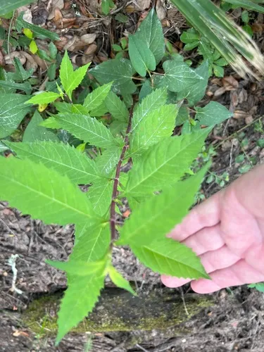 Taperleaf Water Horehound