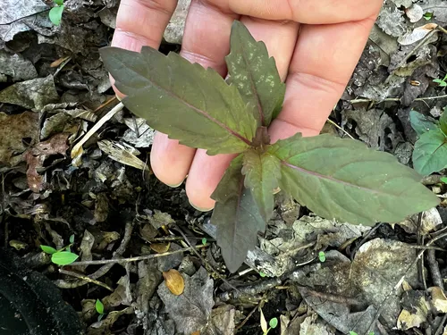 Northern Bugleweed