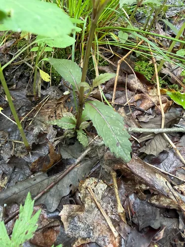 Virginia Water Horehound