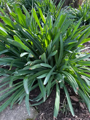Resurrection Lily