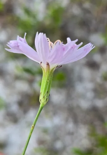 Rose Rush