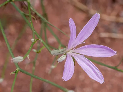 Dolores River Skeletonplant