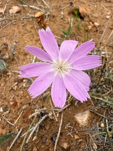 Largeflower Skeletonplant