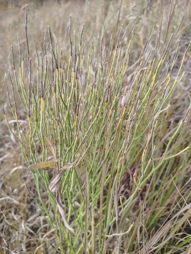 Rush Skeletonplant — photo by Stephen Hauptli