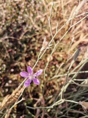 Pecos River Skeletonplant