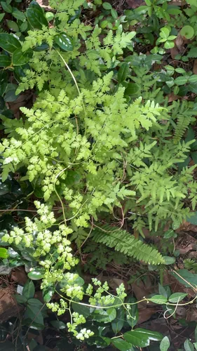 Japanese Climbing Fern