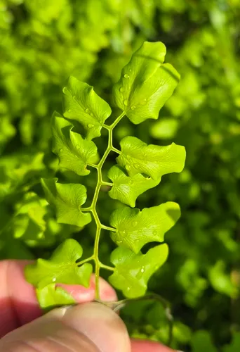 Small-leaf Climbing Fern