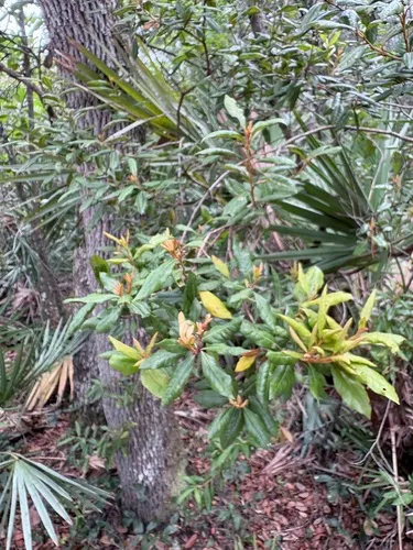 Rusty Staggerbush