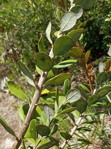 Coastal Plain Staggerbush