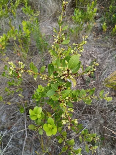 Fetterbush Lyonia