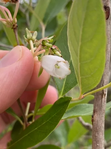 Piedmont Staggerbush