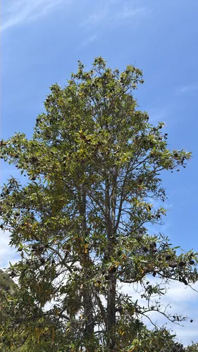 Catalina Ironwood — photo by Erick Morales Oyola