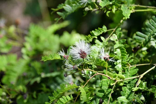 False Tamarind