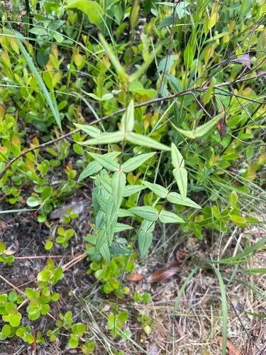 Roughleaf Yellow Loosestrife — photo by skyjfox