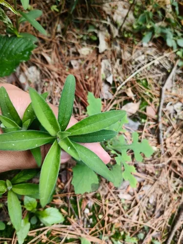 Manchurian Yellow Loosestrife — photo by castle_pendragon