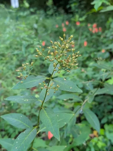 Fraser's Yellow Loosestrife