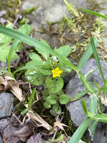 Japanese Yellow Loosestrife — photo by jean0108
