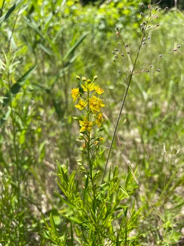 Loomis' Yellow Loosestrife — photo by skyjfox